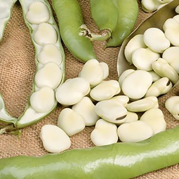 Broad Bean Leidse Hangers seeds (Vicia faba) – annual vegetable