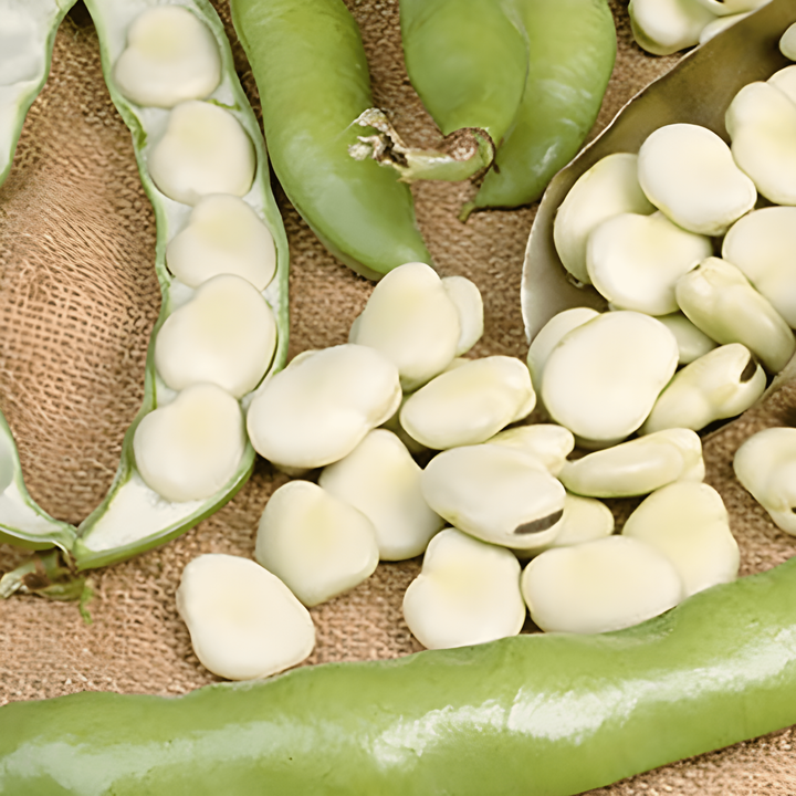 Broad Bean Leidse Hangers seeds (Vicia faba) – annual vegetable