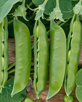 Nasiona grochu Prince Albert Pisum sativum jednoroczna odmiana 100g