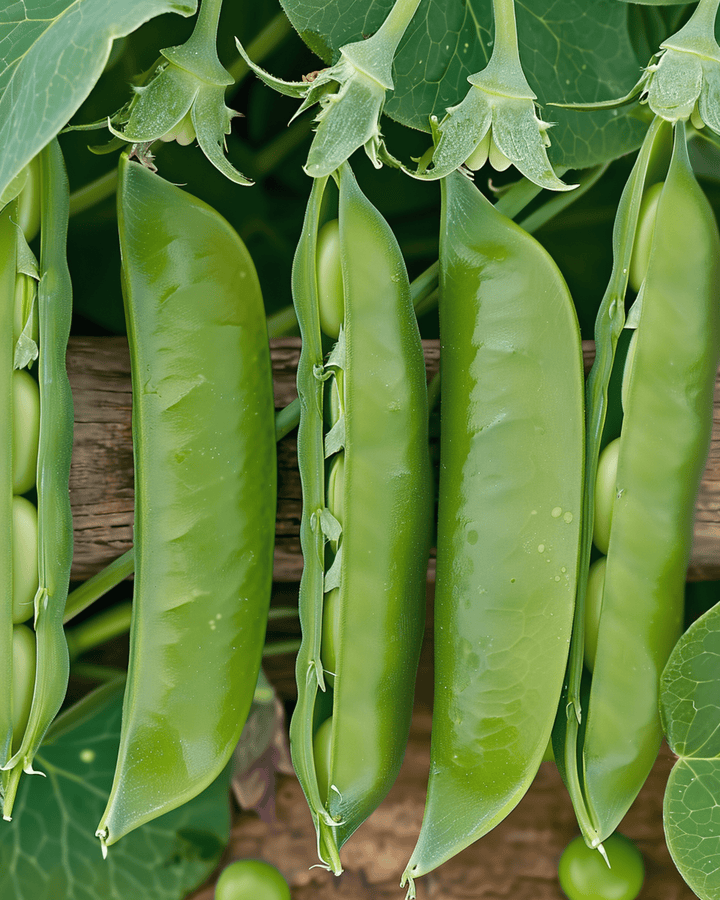 Nasiona grochu Prince Albert 100g (Pisum sativum) – jednoroczne warzywo