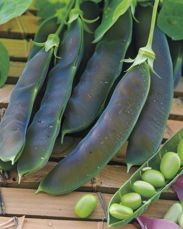 Nasiona grochu Désirée 100g (Pisum sativum) – warzywo jednoroczne