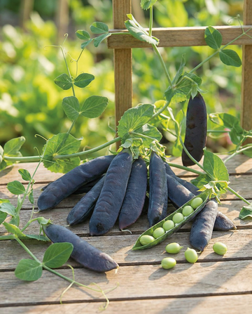 Groch Désirée 100g (Pisum sativum) – roczne nasiona warzywne od SeedsChoice