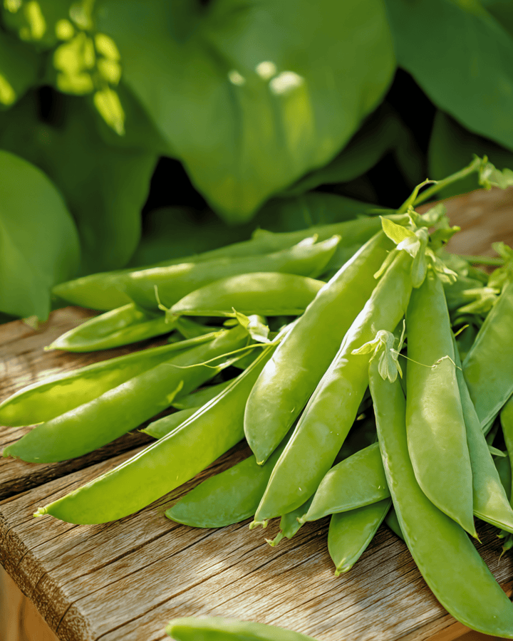 Nasiona grochu cukrowego Norli (Pisum sativum) – warzywo jednoroczne