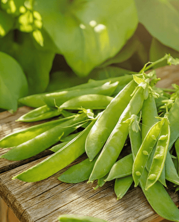 Sugar Pea Norli (Pisum sativum) – annual vegetable seeds from SeedsChoice