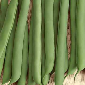 Nasiona fasoli karłowej Prelude (Phaseolus vulgaris) – jednoroczne warzywo