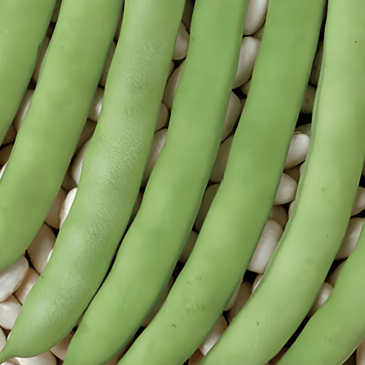 Nasiona fasoli karłowej Record Green Pods (Phaseolus vulgaris) – jednoroczne warzywo