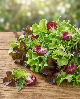French Salad Mix Seeds Organic Annual Mesclun Mix
