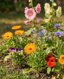 Edible Flowers Seeds Annual Mix 7 Varieties 15m2 Pack