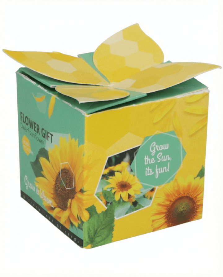 Dwarf Sunflower Gift seeds (Helianthus annuus) – annual grow kit