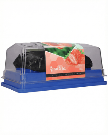 Fragaria × ananassa – Truskawka Grandian F1 Uprawiana w szklarni z nasion