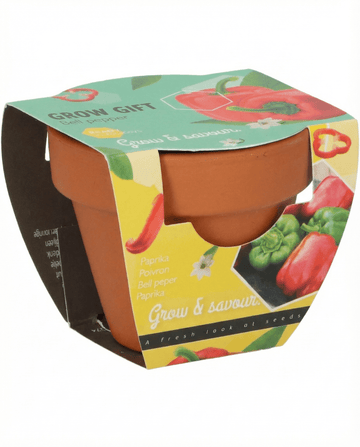 Capsicum annuum – Bell Pepper Terracotta Pot grown from seed