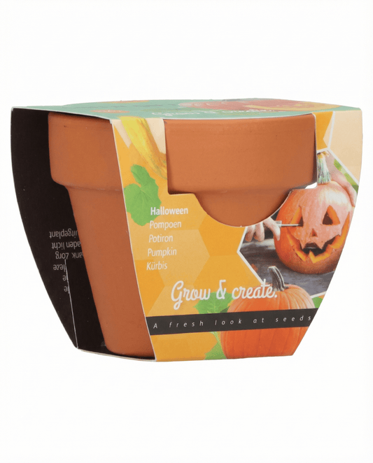 Halloween Pumpkin (Cucurbita pepo) – grow kit seeds from SeedsChoice