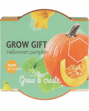Cucurbita pepo – dynia Halloween uprawiana z nasion