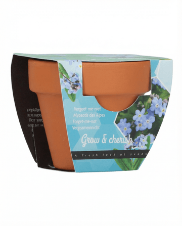 Forget Me Not seeds – grow kit from SeedsChoice