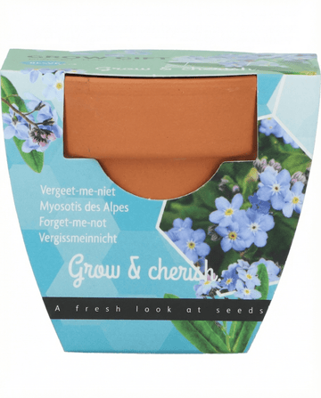Forget Me Not seeds (Myosotis alpestris) – grow kit