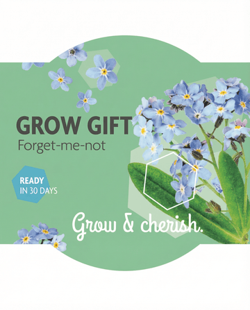 Myosotis alpestris – Forget Me Not grown from seed