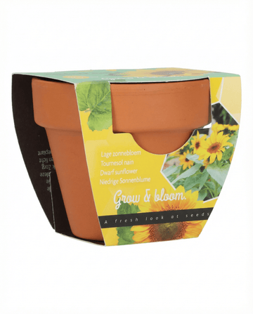 Nasiona Dwarf Sunflower Gift Terracotta Pot (Helianthus annuus) – zestaw uprawowy