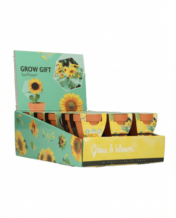 Dwarf Sunflower Gift Terracotta Pot (Helianthus annuus) – nasiona zestawu uprawowego od SeedsChoice