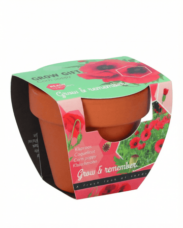 Corn Poppy Terracotta Pot seeds – annual grow kit from SeedsChoice