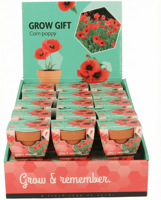 Mak polny z doniczką terakotową (Papaver rhoeas) – zestaw uprawowy nasiona od SeedsChoice