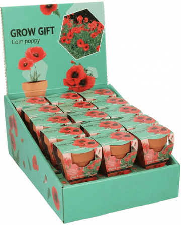 Papaver rhoeas – Corn Poppy Terracotta Pot grown from seed