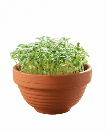 Tatsoi Microgreens Terracotta Dish seeds – grow kit from SeedsChoice
