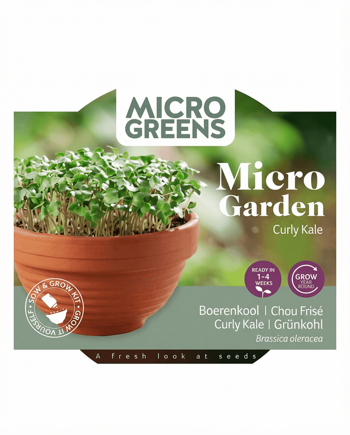 Curly Kale Microgreens Terracotta Dish seeds (Brassica oleracea) – grow kit