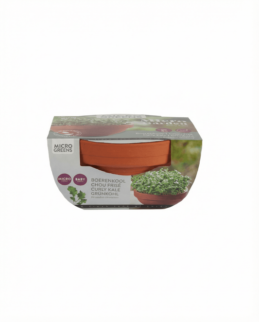 Curly Kale Microgreens Terracotta Dish (Brassica oleracea) – grow kit seeds from SeedsChoice