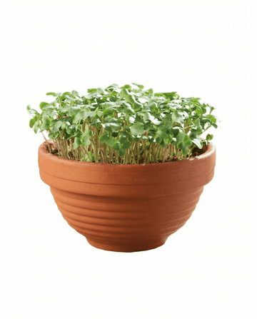 Curly Kale Microgreens Terracotta Dish seeds – grow kit from SeedsChoice