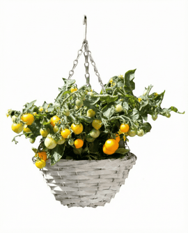 Dwarf Cherry Tomato Seeds Gourmandise Yellow Solanum Lycopersicum Hanging Basket