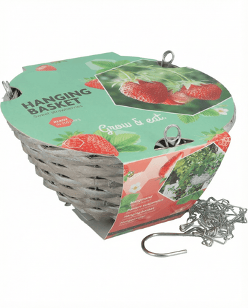 Fragaria × ananassa – truskawka do koszy wiszących Temptation uprawiana z nasion