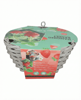 Hanging Basket Strawberry Seeds Fragaria Ananassa Temptation Variety Kit
