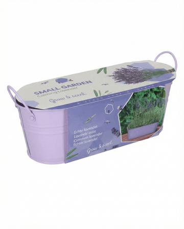 Lavender (Lavandula angustifolia) – perennial grow kit seeds from SeedsChoice