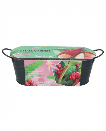 Nasiona Pink Banana Indoor Pot (Musa velutina) – roślina doniczkowa