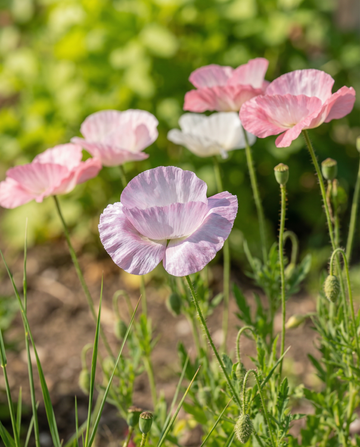 Poppy Mother Of Pearl seeds (Papaver rhoeas) – annual flower