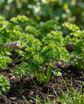Parsley Seed Tape Petroselinum Crispum Annual Moss Curled