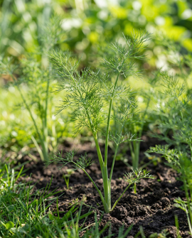 Podkładki nasienne kopru Anethum graveolens jednoroczne zioło Pads 4 Pack