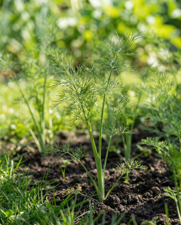Koper Pads 4 Pack (Anethum graveolens) – nasiona na podkładkach nasiennych od SeedsChoice