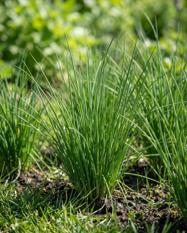 Szczypiorek Pads 4 nasiona (Allium schoenoprasum) – wieloletnie podkładki nasienne