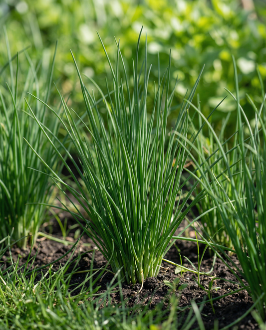 Szczypiorek Pads 4 (Allium schoenoprasum) – podkładki nasienne dla bylin od SeedsChoice