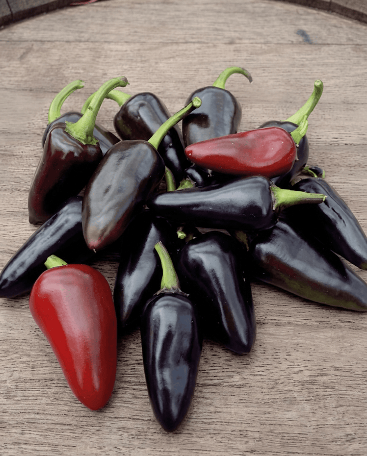 Nasiona papryki Fresno Red (Capsicum annuum) – jednoroczne warzywo