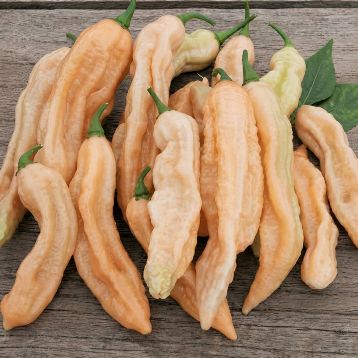 Nasiona Dorset Pink Pepper (Capsicum chinense) – jednoroczne warzywo