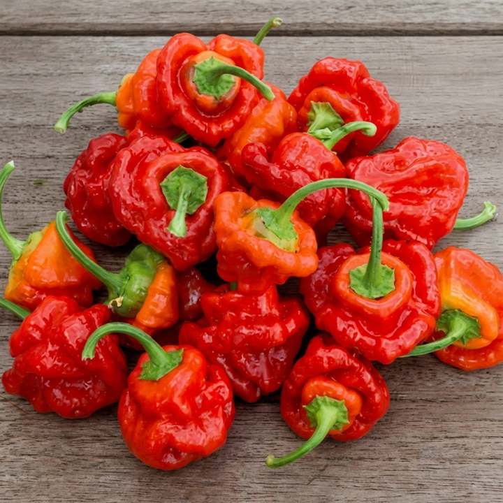 Nasiona papryki Scotch Bonnet Red (Capsicum chinense) – jednoroczne warzywo