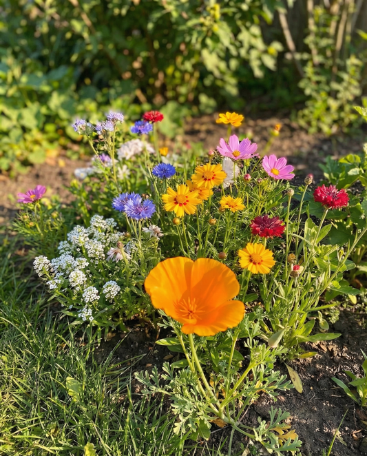 Nasiona mieszanki For Bees Low Mix 15m2 Full Sun – jednoroczne kwiaty od SeedsChoice