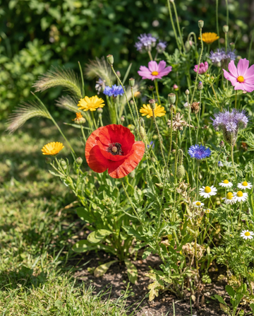 Nasiona mieszanki For Birds Mix 15m2 Coverage – jednoroczne kwiaty od SeedsChoice