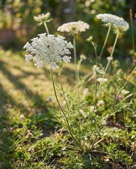 Nasiona marchwi dzikiej Daucus Carota dwuletni kwiat