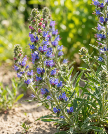 Nasiona mieszanki żmijowca (Echium vulgare) – kwiat dwuletni