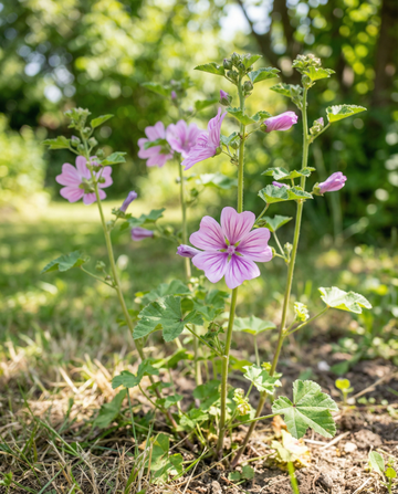 Malwa Mix (Malva sylvestris) – nasiona dwuletnich kwiatów od SeedsChoice