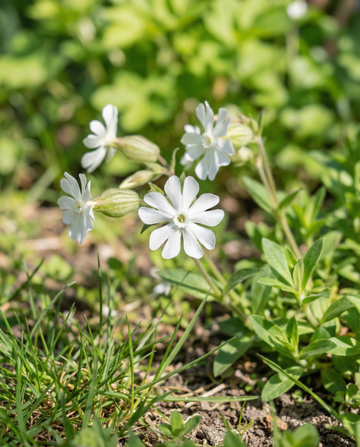 Lepnica biała (Silene latifolia) – nasiona wieloletniego kwiatu od SeedsChoice