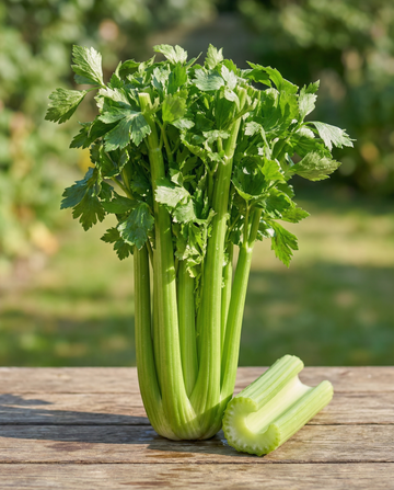 Nasiona selera naciowego Pascal (Apium graveolens) – dwuletnie warzywo